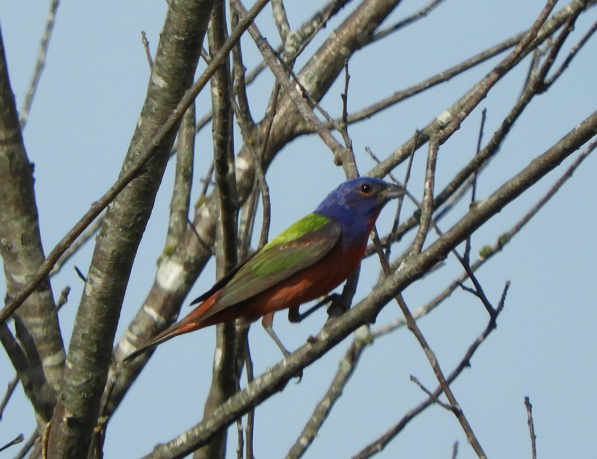 Painted Bunting - ML621195228