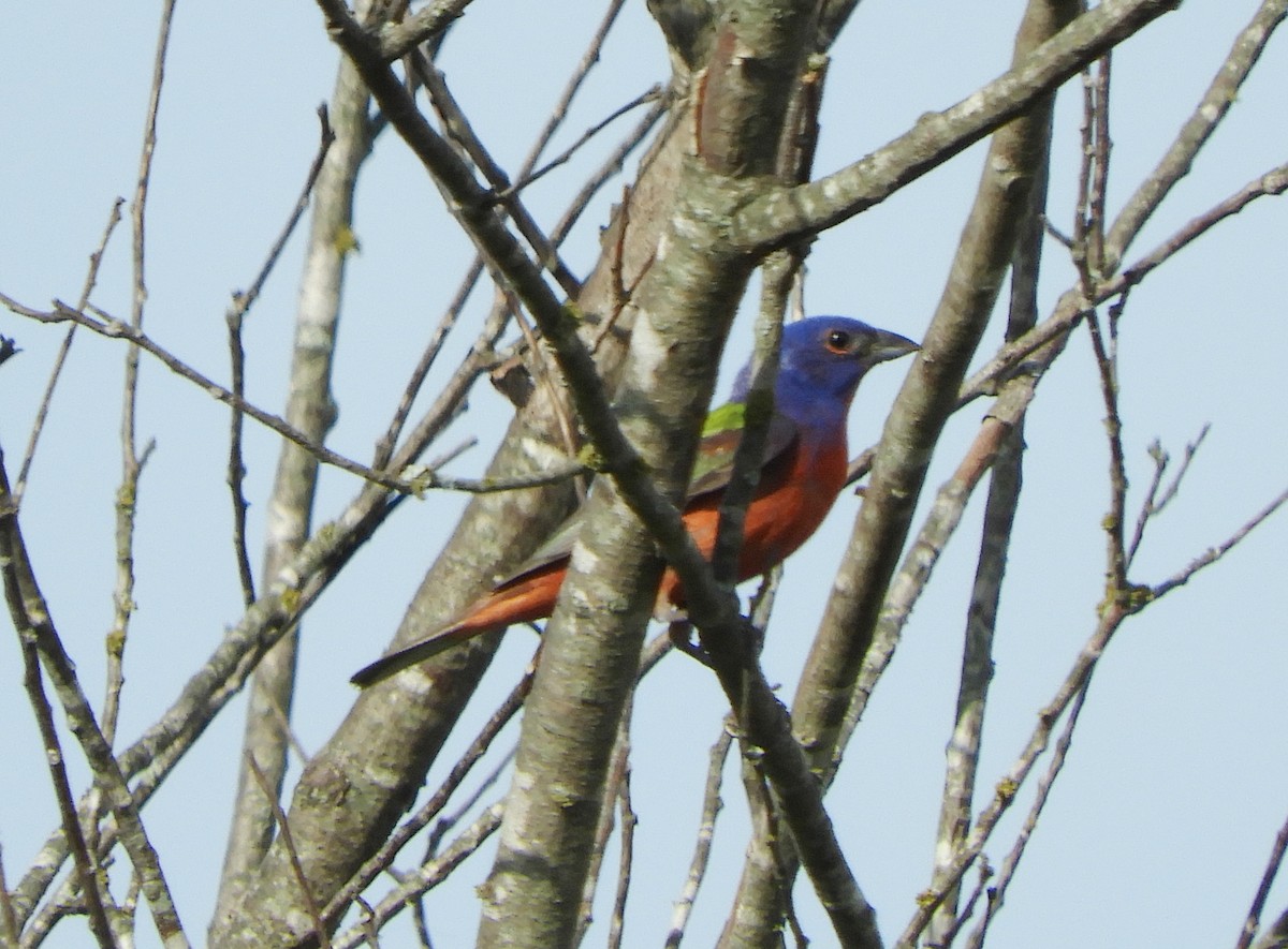 Painted Bunting - ML621195229