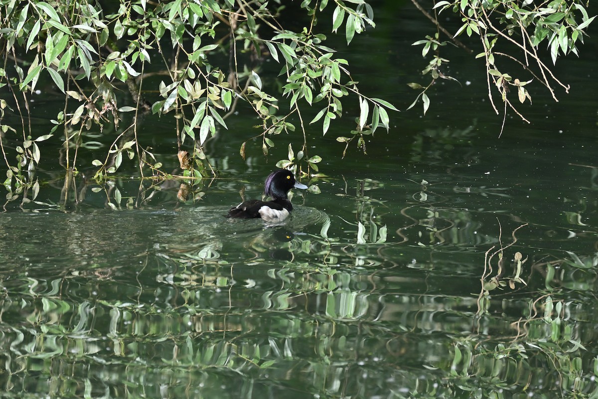 Tufted Duck - ML621195239