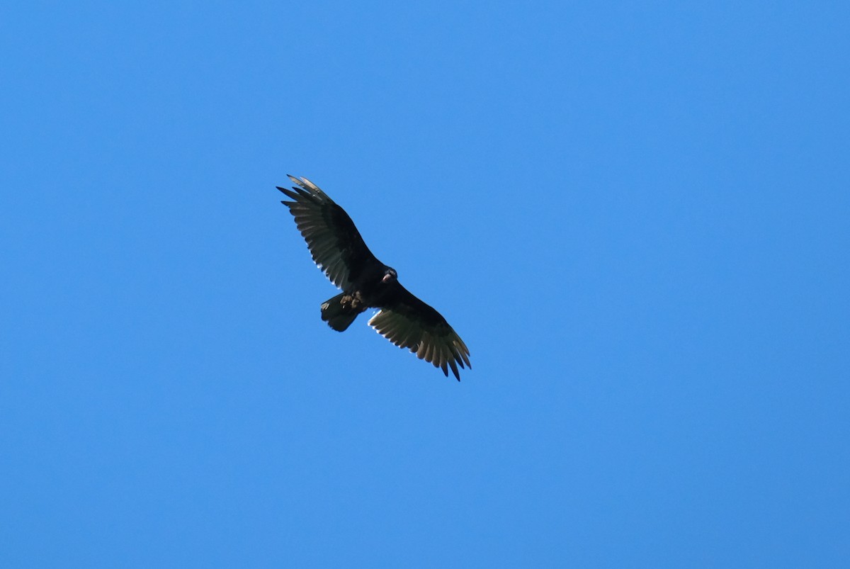 Turkey Vulture - ML621195253