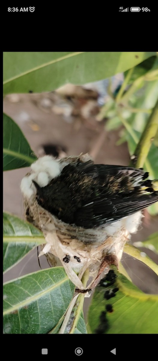 kolibřík kubánský - ML621195300