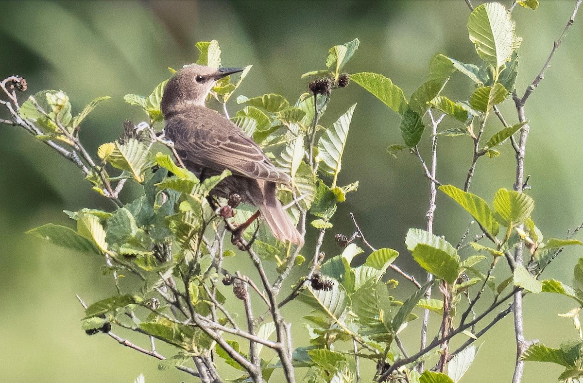 European Starling - ML621195317