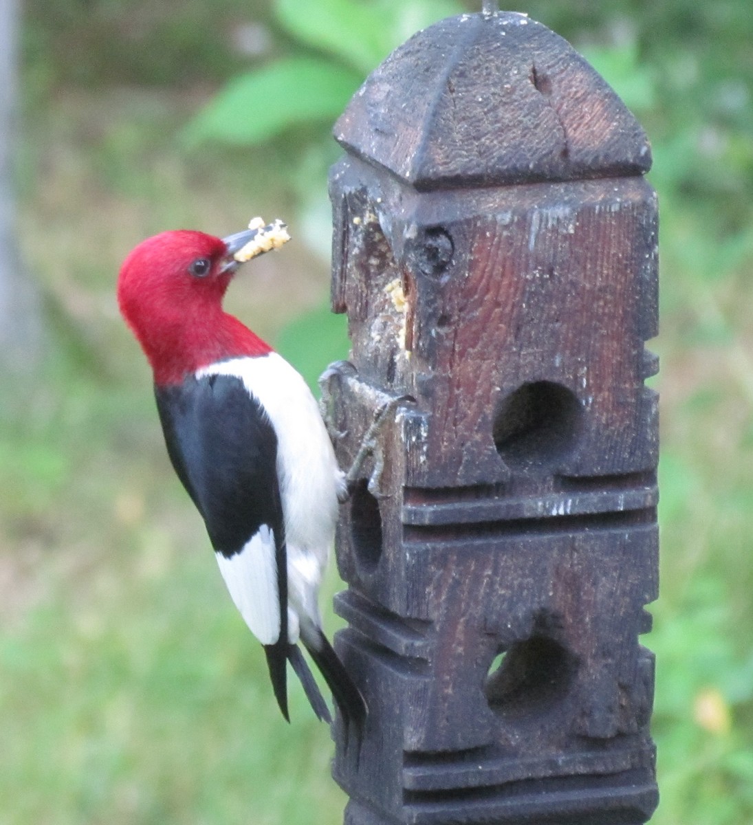 Red-headed Woodpecker - ML621195324