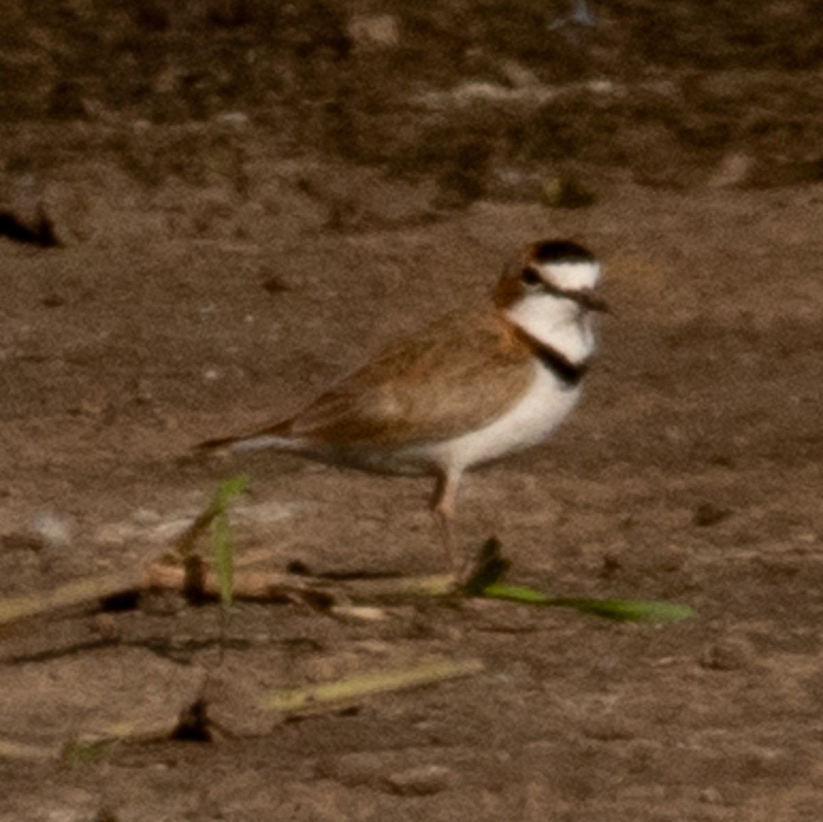 Collared Plover - ML621195354