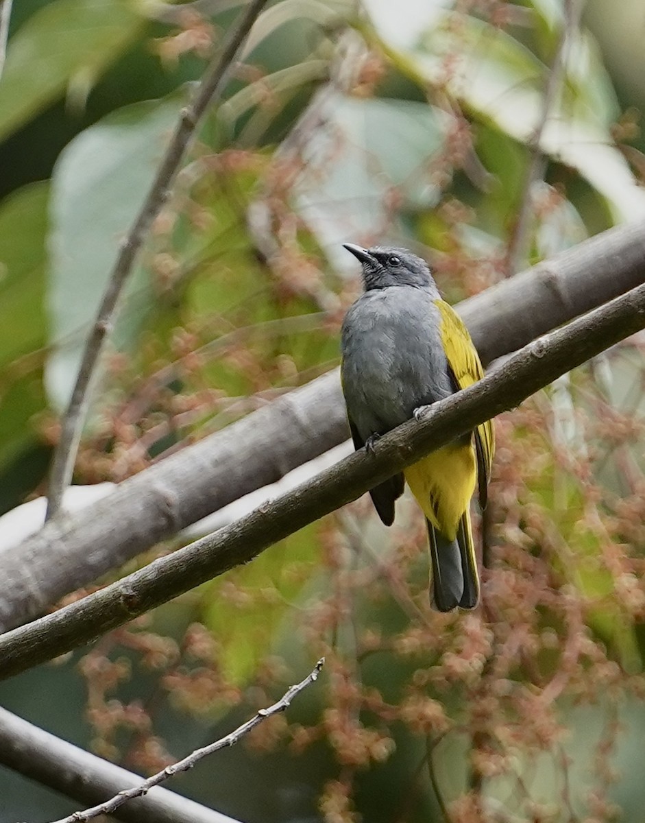 Bulbul à ventre gris - ML621195367