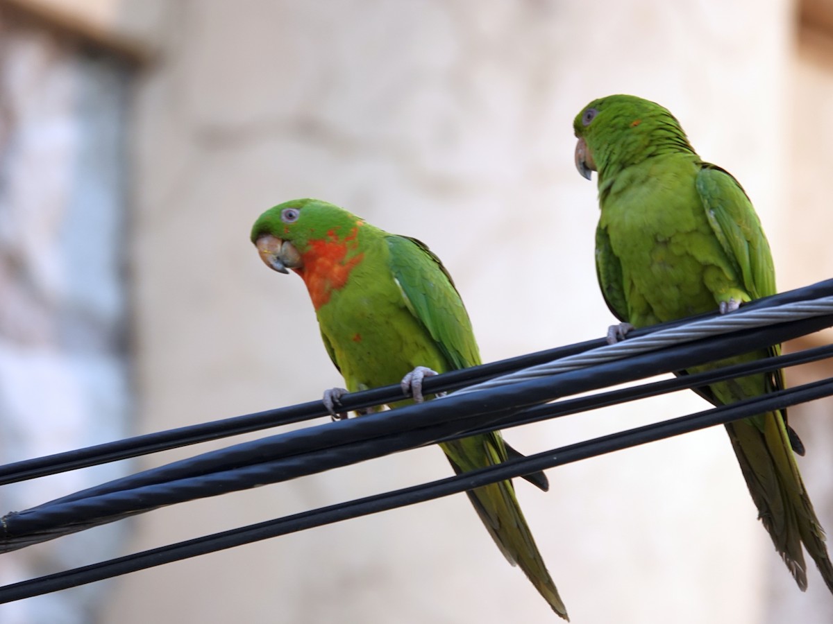 Green Parakeet (Red-throated) - ML621195383