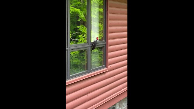 Pileated Woodpecker - ML621195391