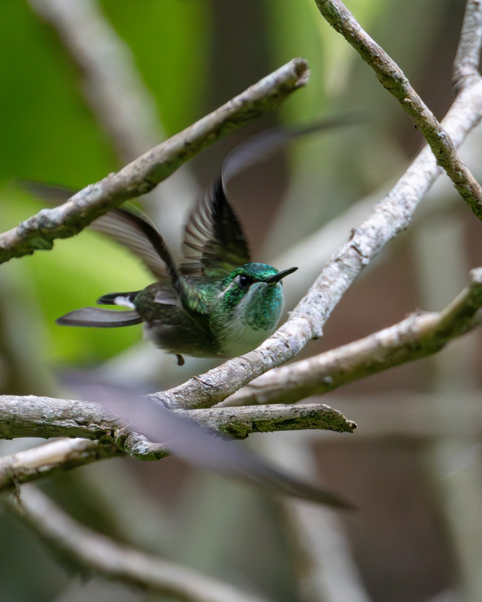kolibřík salvadorský - ML621195393