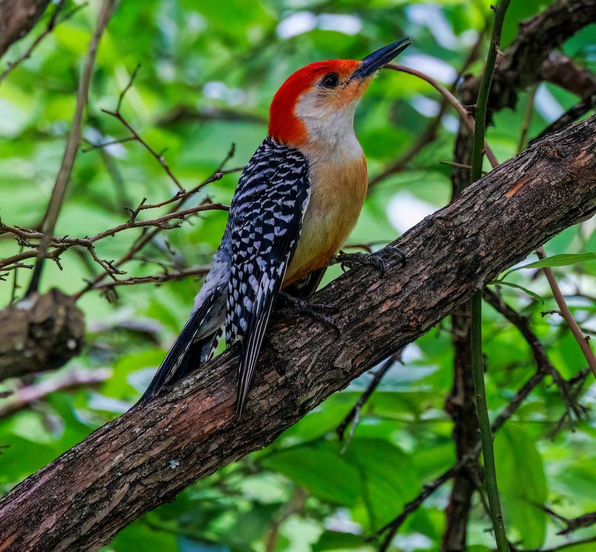 Red-bellied Woodpecker - ML621195401