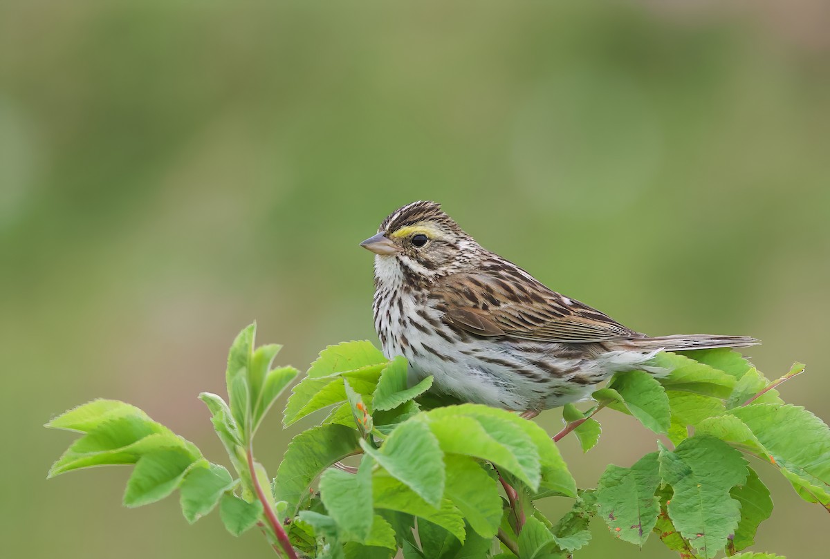 Savannah Sparrow - ML621195410