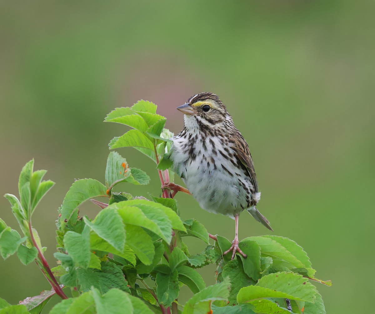 Savannah Sparrow - ML621195411