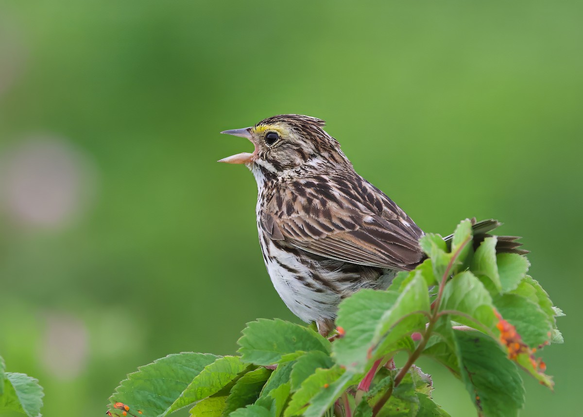 Savannah Sparrow - ML621195412