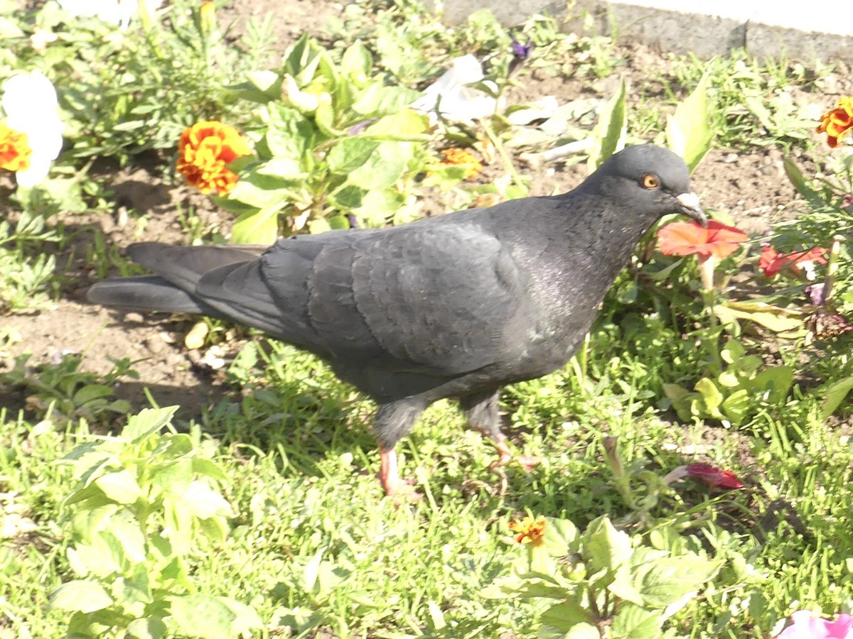 Сизый голубь (Одомашненного типа) - ML621195462
