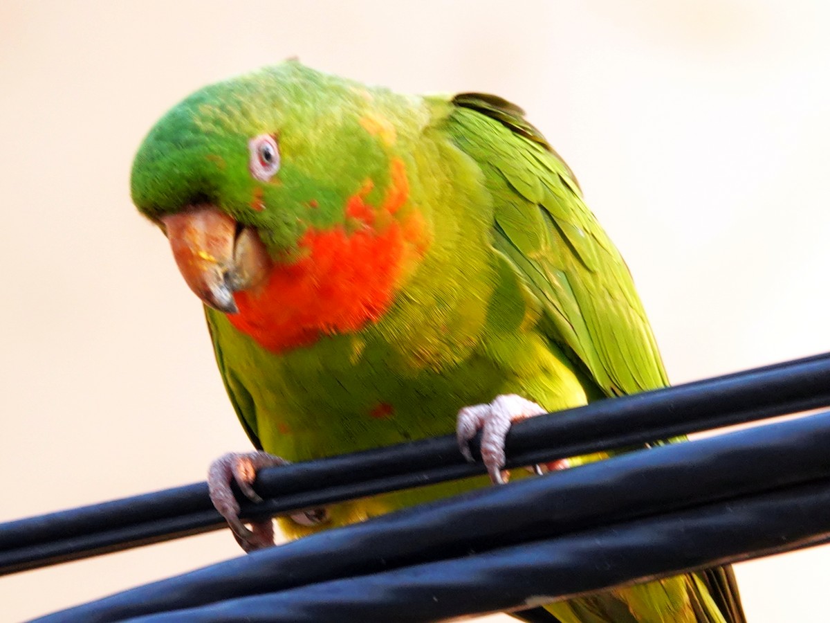Meksika Yeşil Papağanı (rubritorquis) - ML621195472