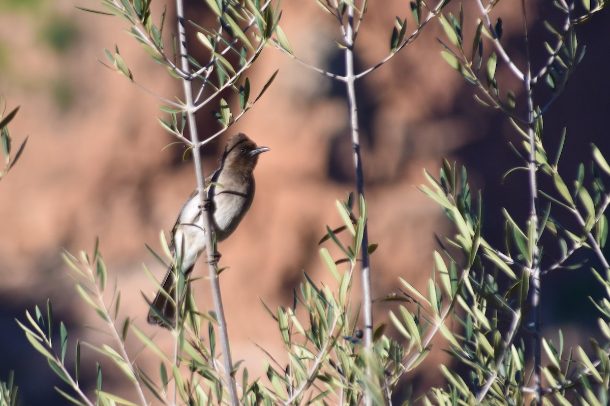 bulbul zahradní [skupina barbatus] - ML621195473