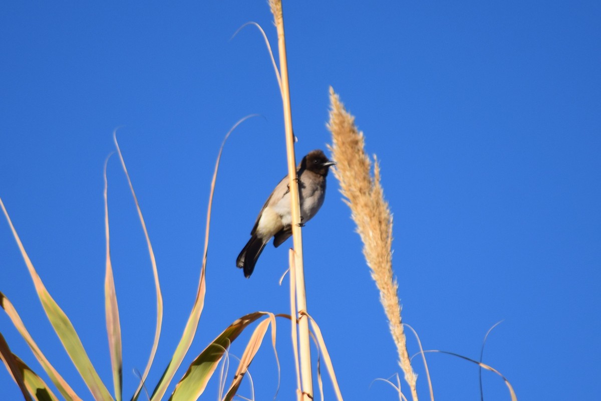 bulbul zahradní [skupina barbatus] - ML621195474