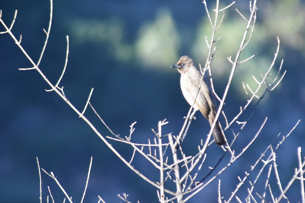 bulbul zahradní [skupina barbatus] - ML621195475