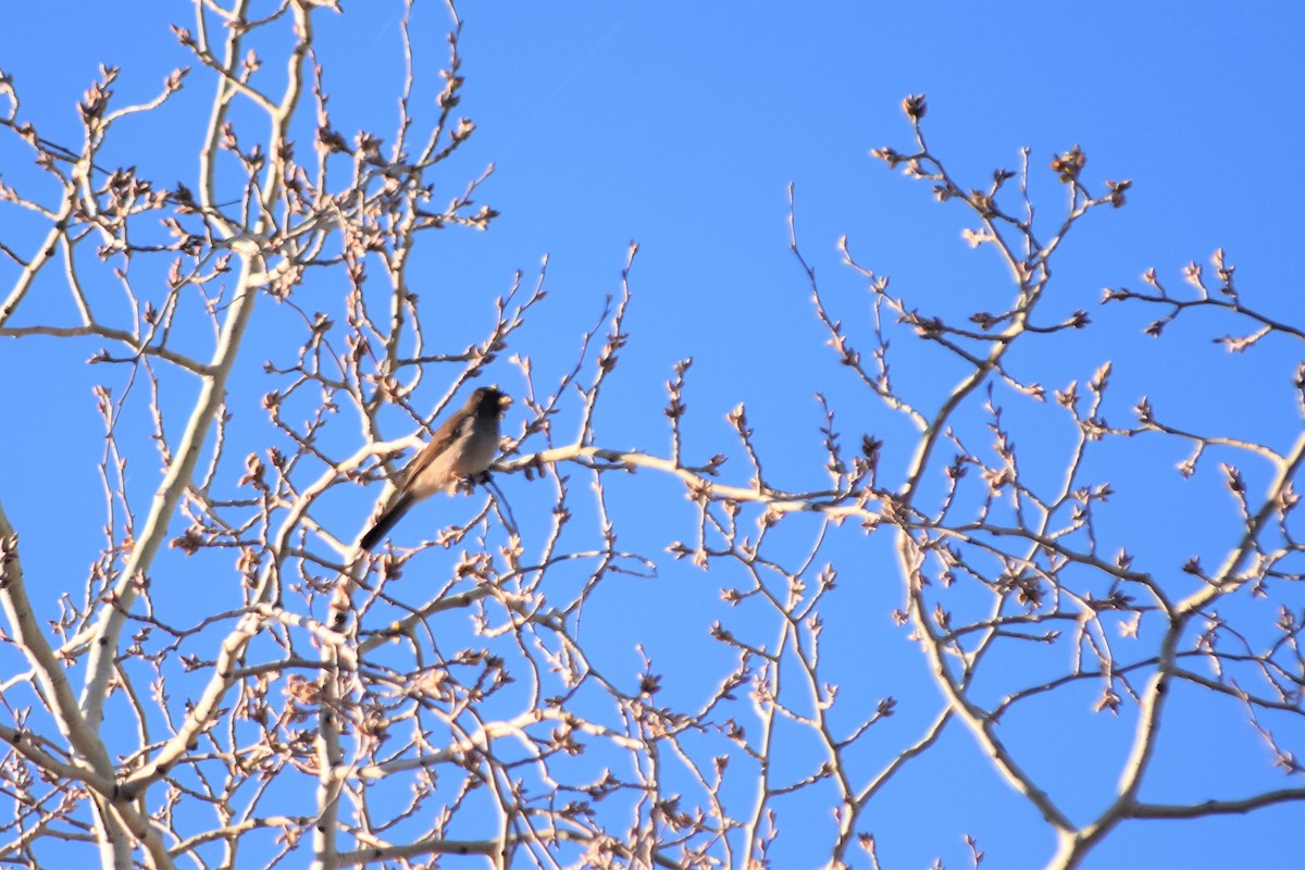 bulbul zahradní [skupina barbatus] - ML621195476