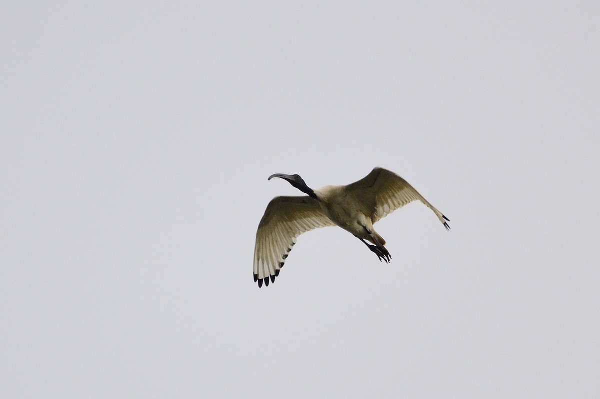ibis australský - ML621195533