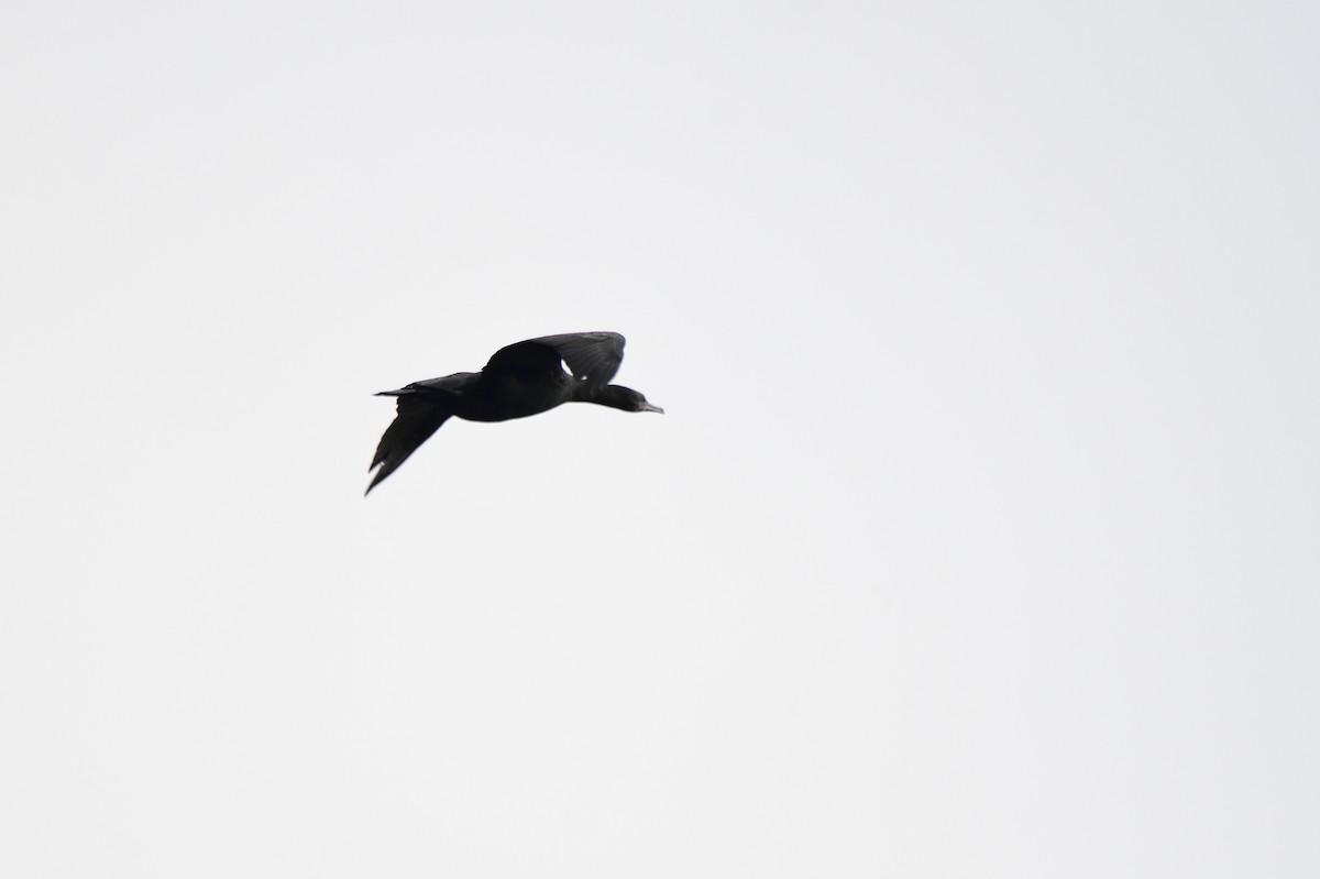 Little Black Cormorant - ML621195559