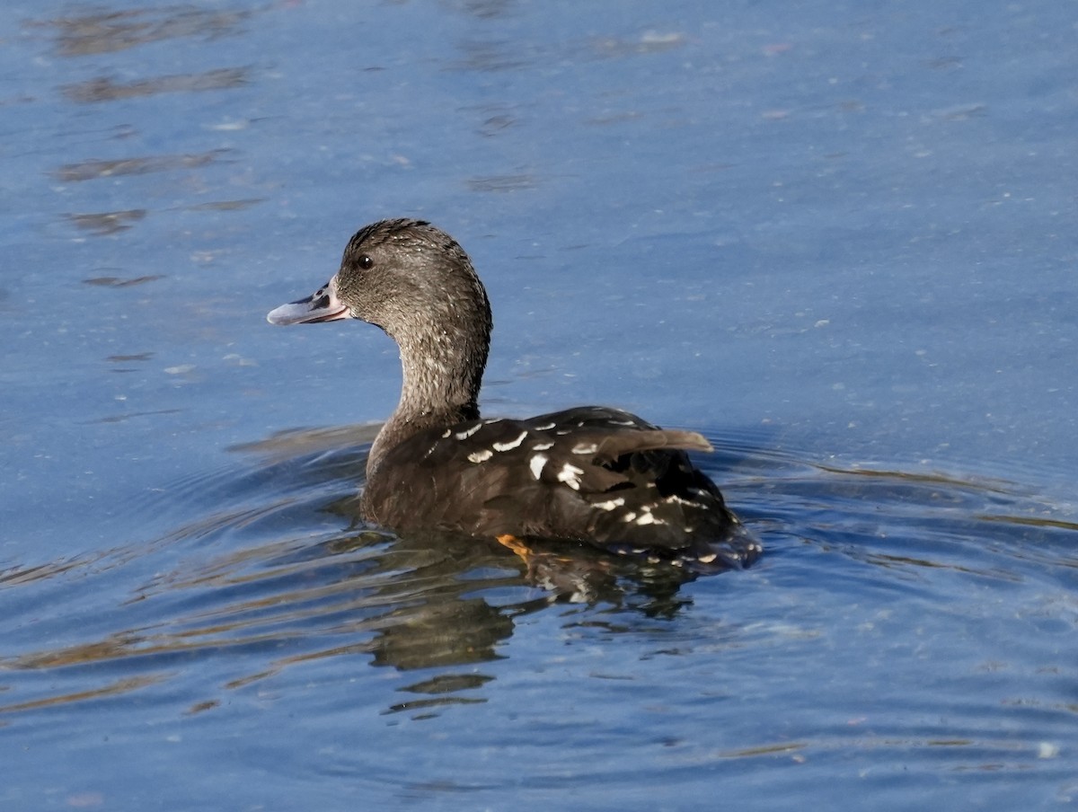 African Black Duck - ML621195601