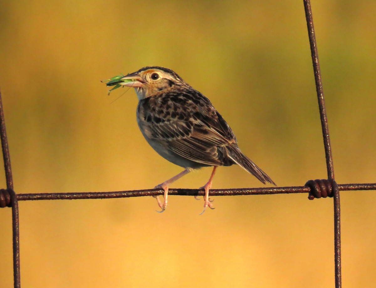 Grasshopper Sparrow - ML621195602
