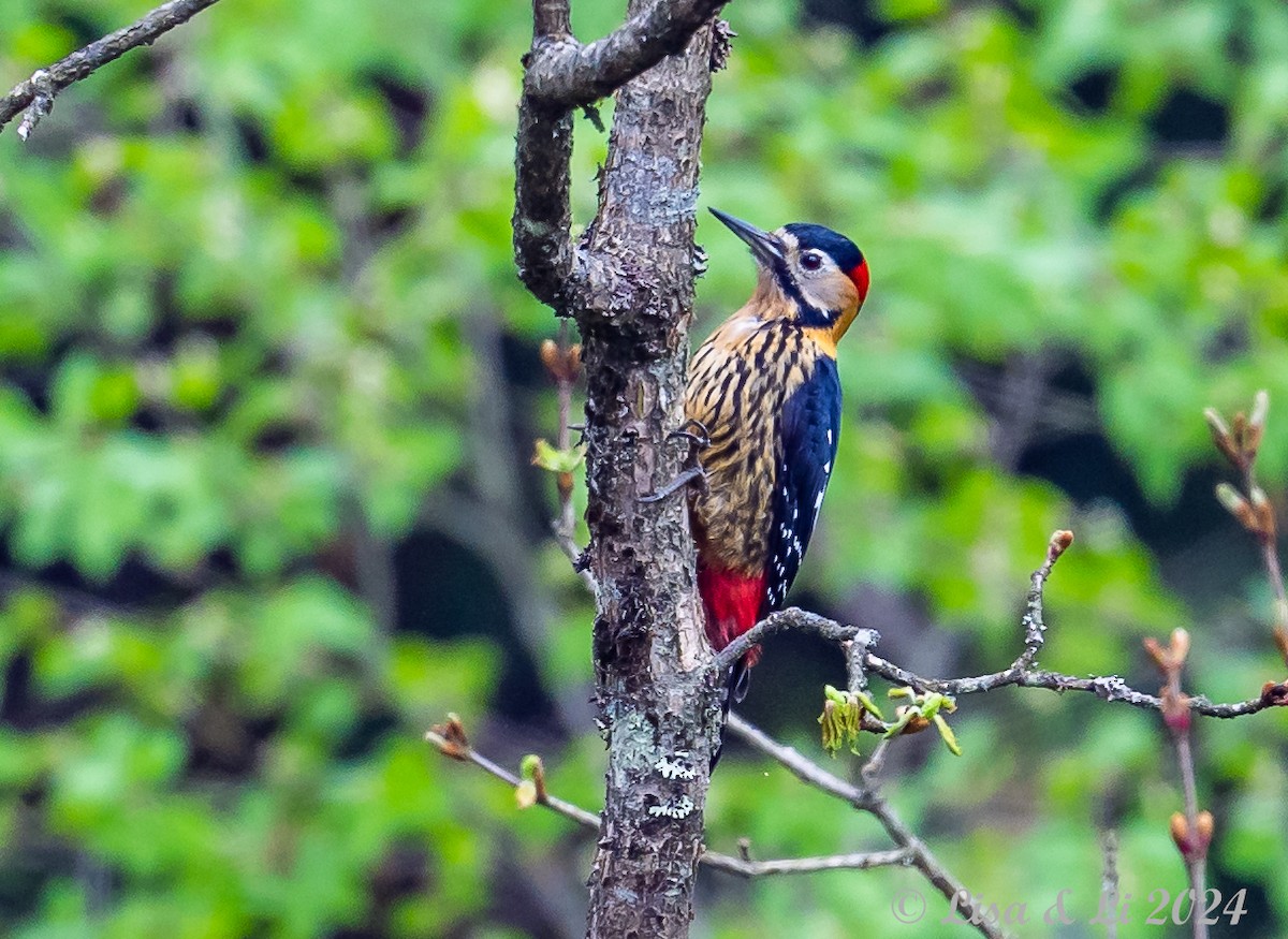 Darjeeling Woodpecker - ML621195603