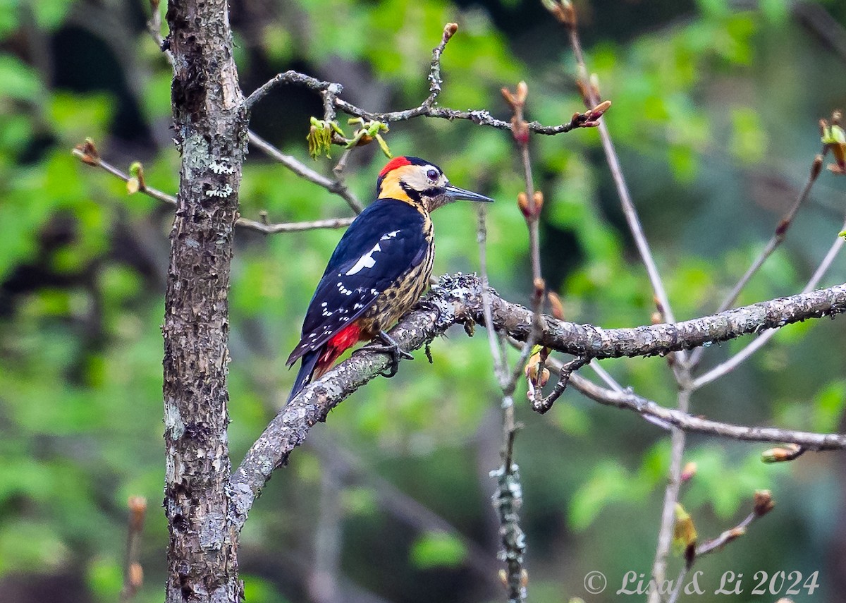 Darjeeling Woodpecker - ML621195604