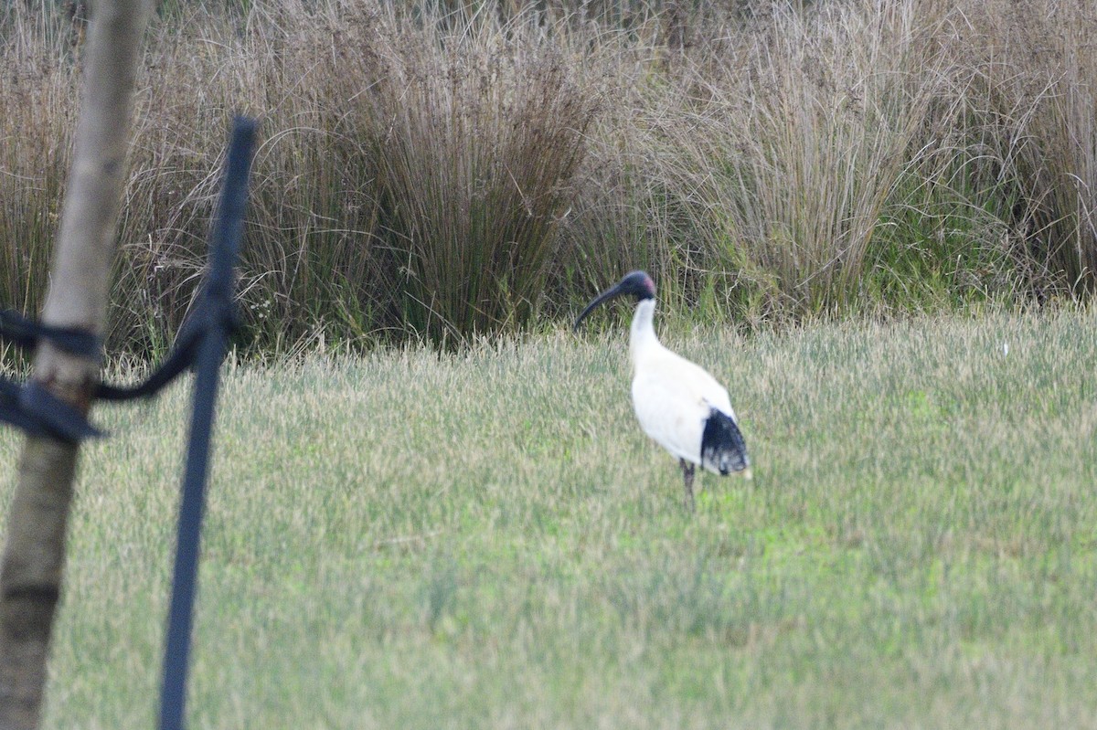 ibis australský - ML621195606