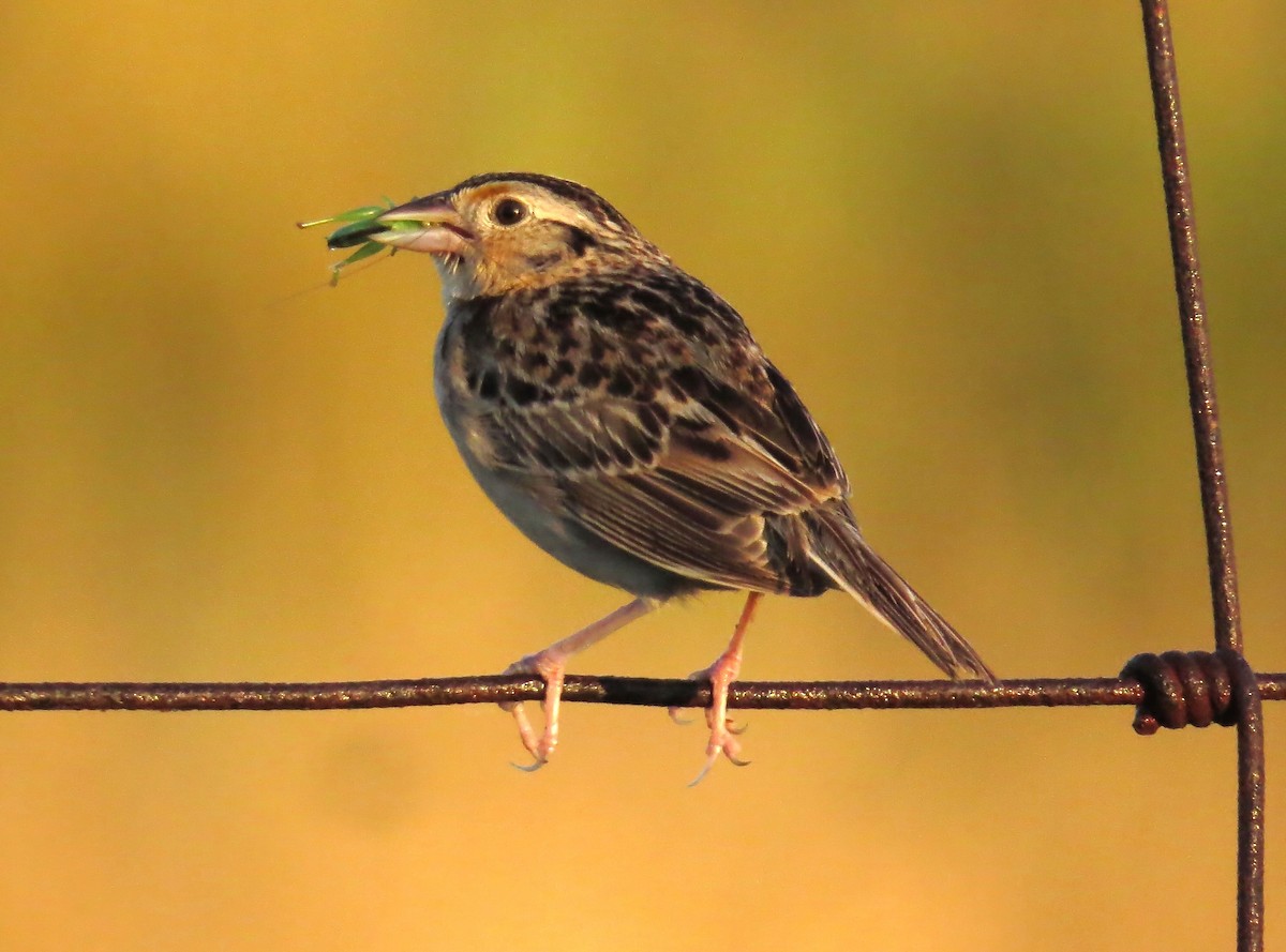 Grasshopper Sparrow - ML621195607