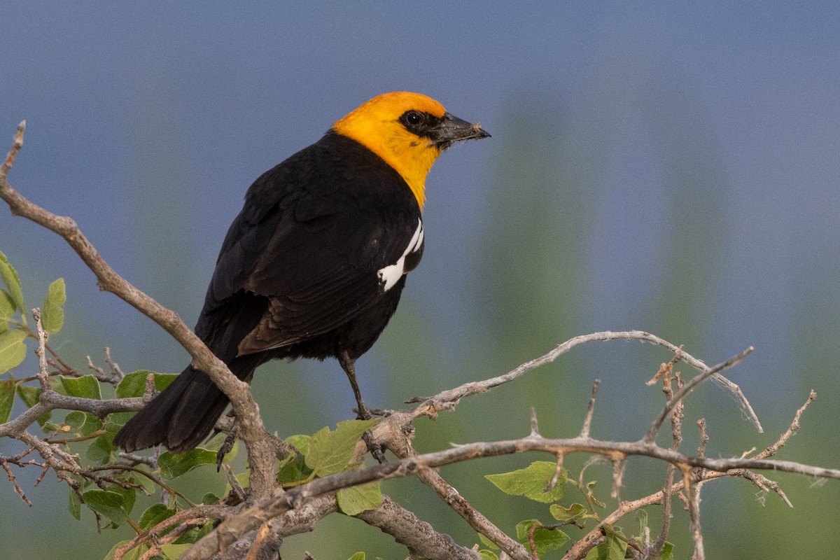 Yellow-headed Blackbird - ML621195608