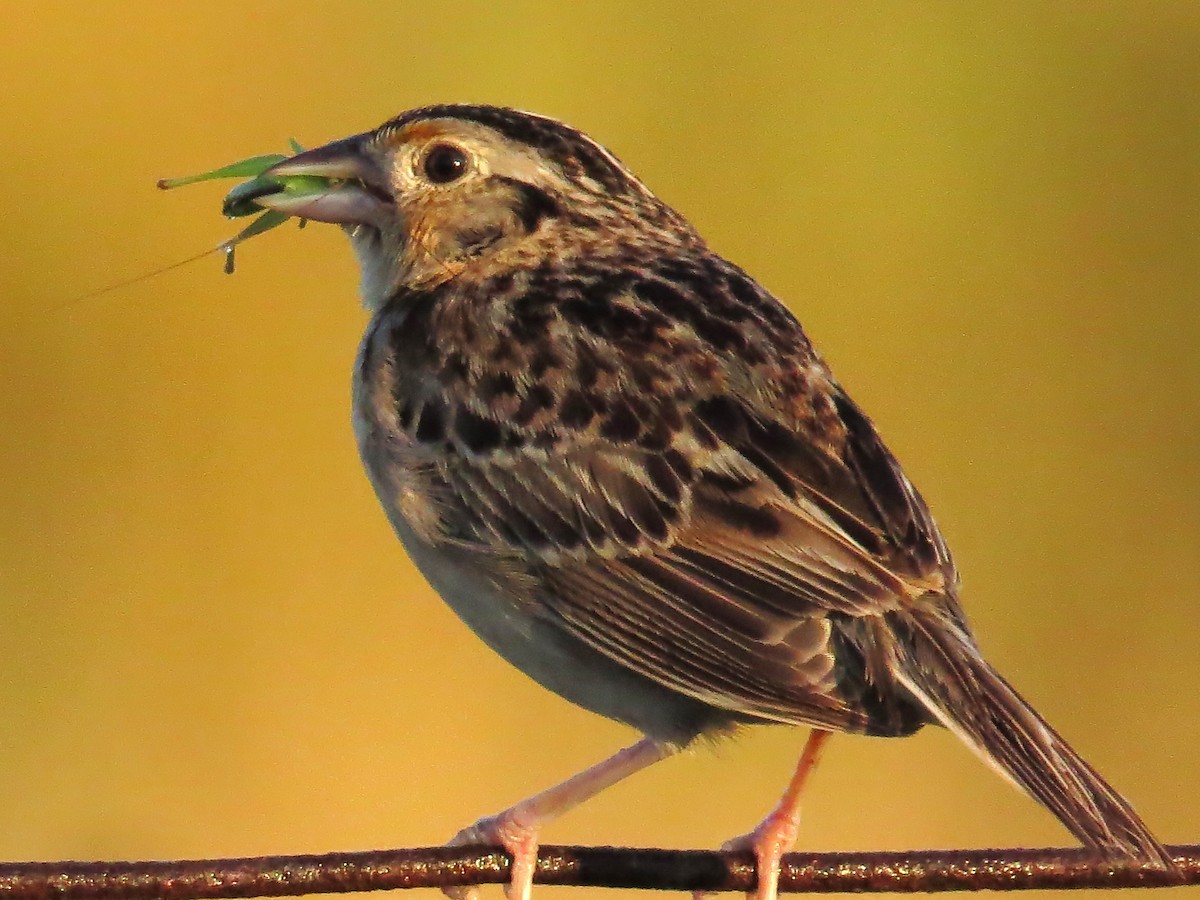 Grasshopper Sparrow - ML621195616