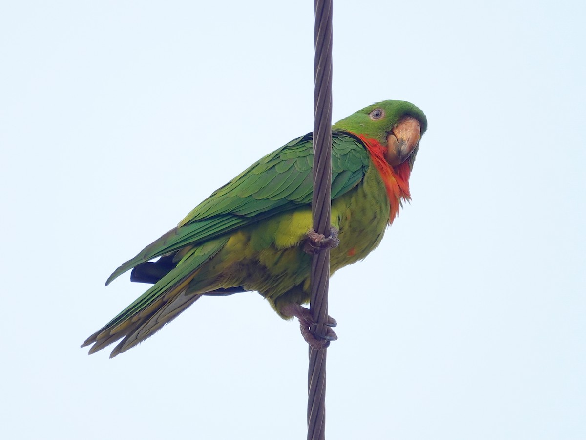 Meksika Yeşil Papağanı (rubritorquis) - ML621195617
