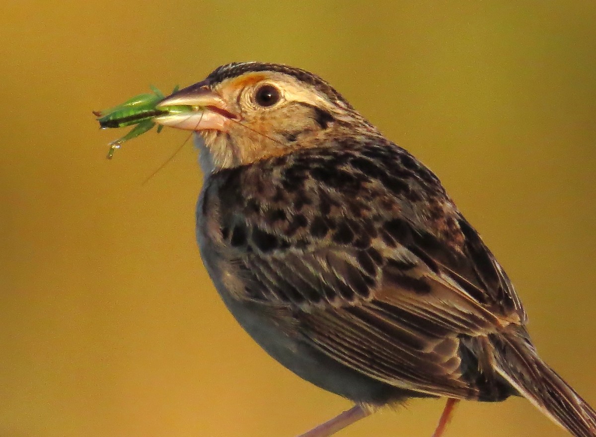 Grasshopper Sparrow - ML621195621