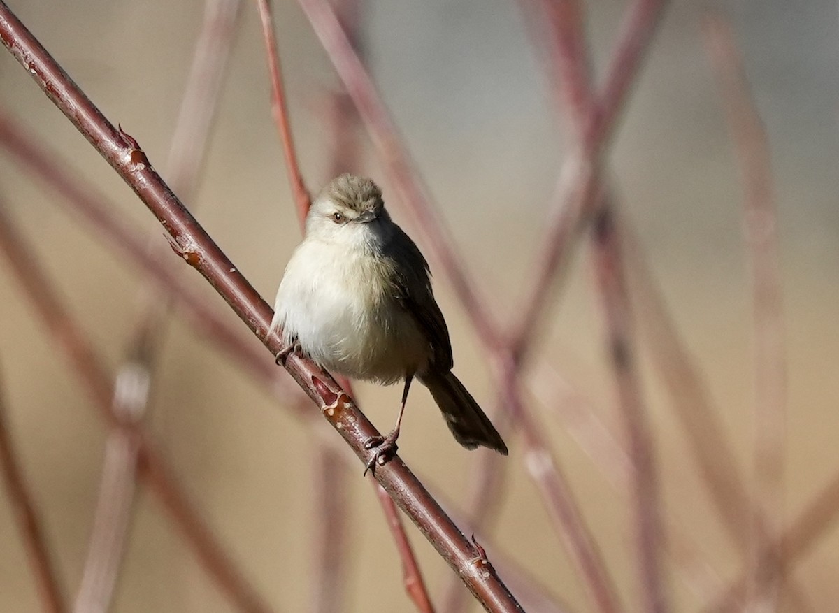 Prinia modeste - ML621195652