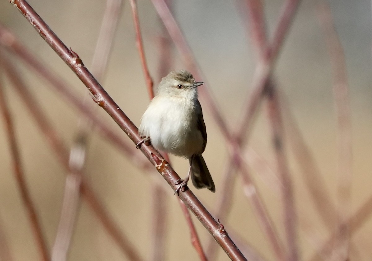 Prinia modeste - ML621195653