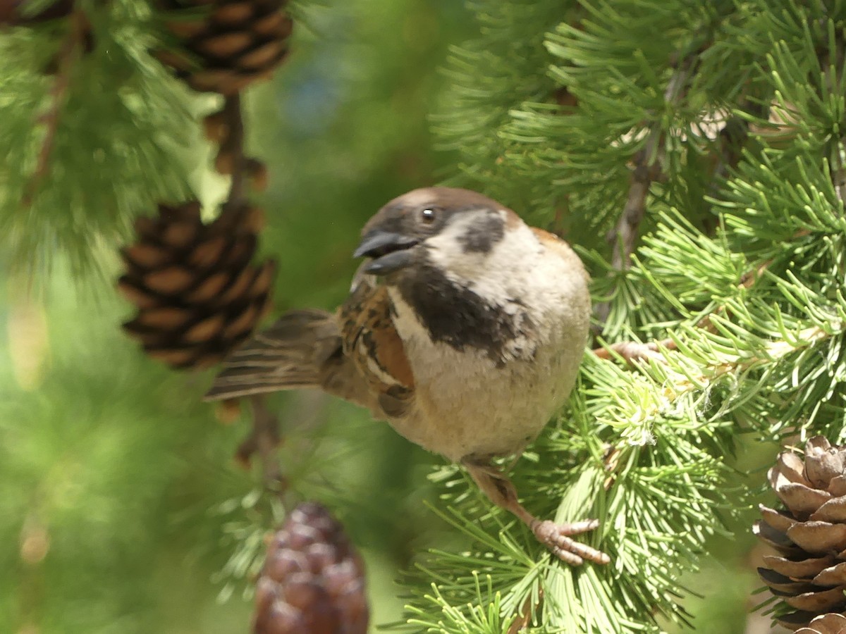Eurasian Tree Sparrow - ML621195671