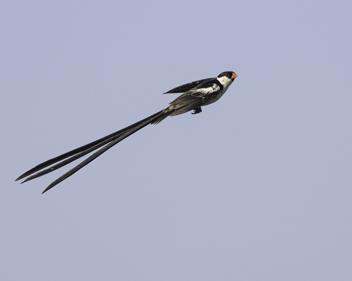 Pin-tailed Whydah - ML621195677