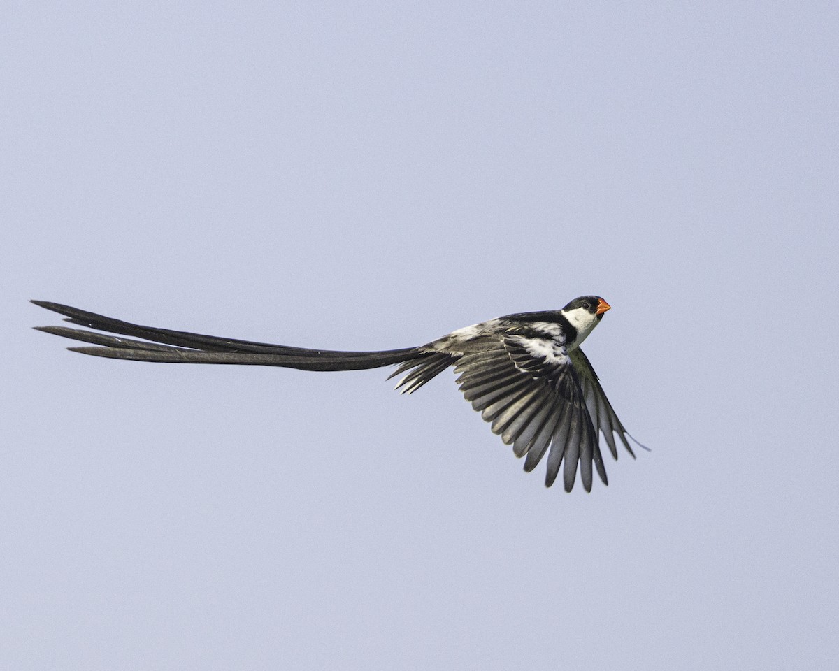 Pin-tailed Whydah - ML621195681