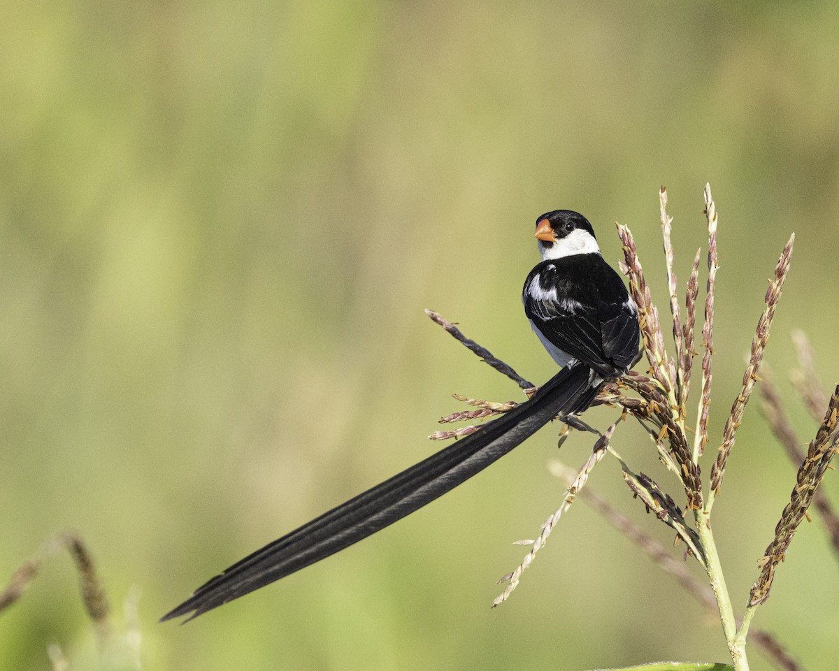 Pin-tailed Whydah - ML621195684