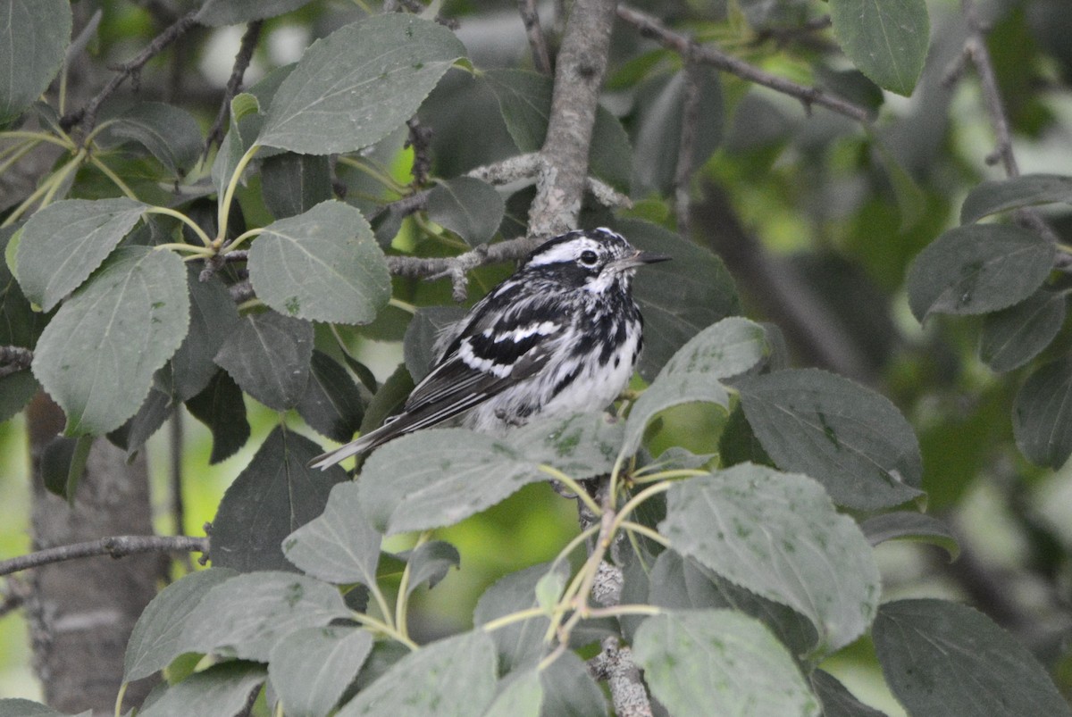 Black-and-white Warbler - ML621195705