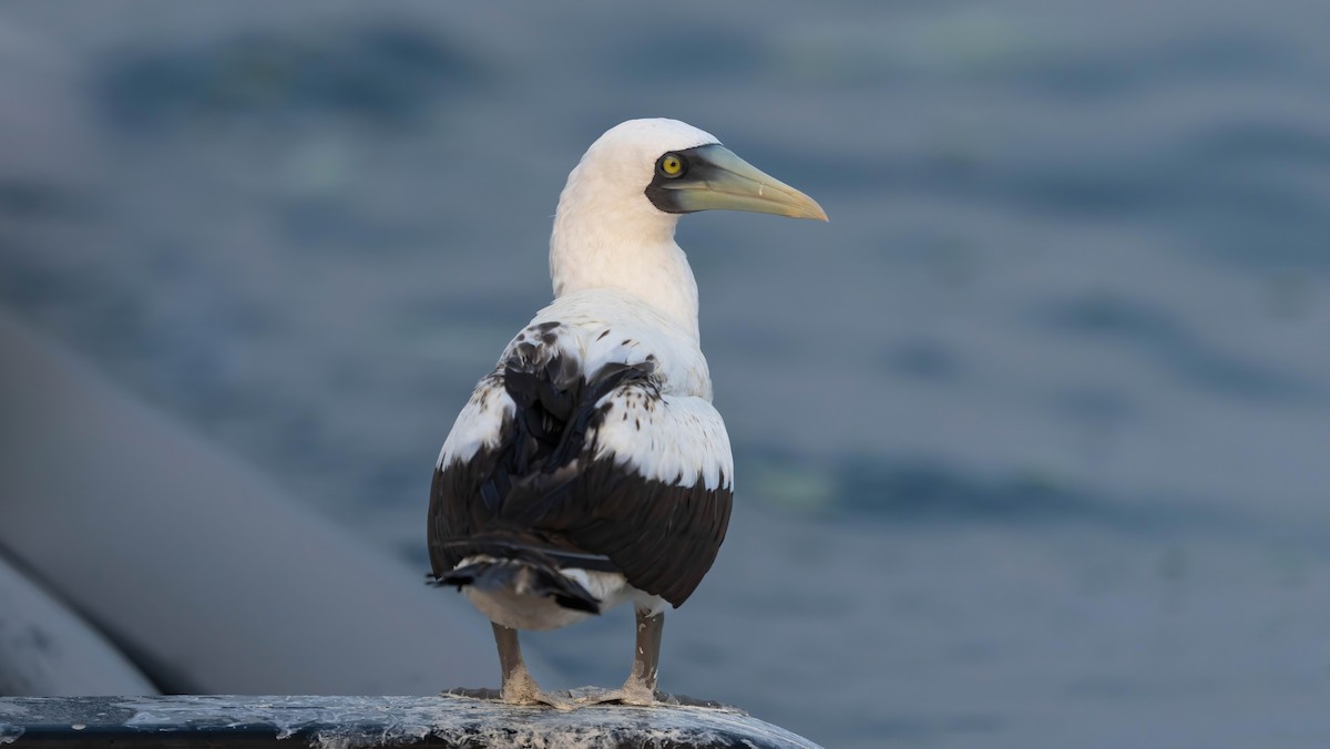Masked Booby - ML621195711