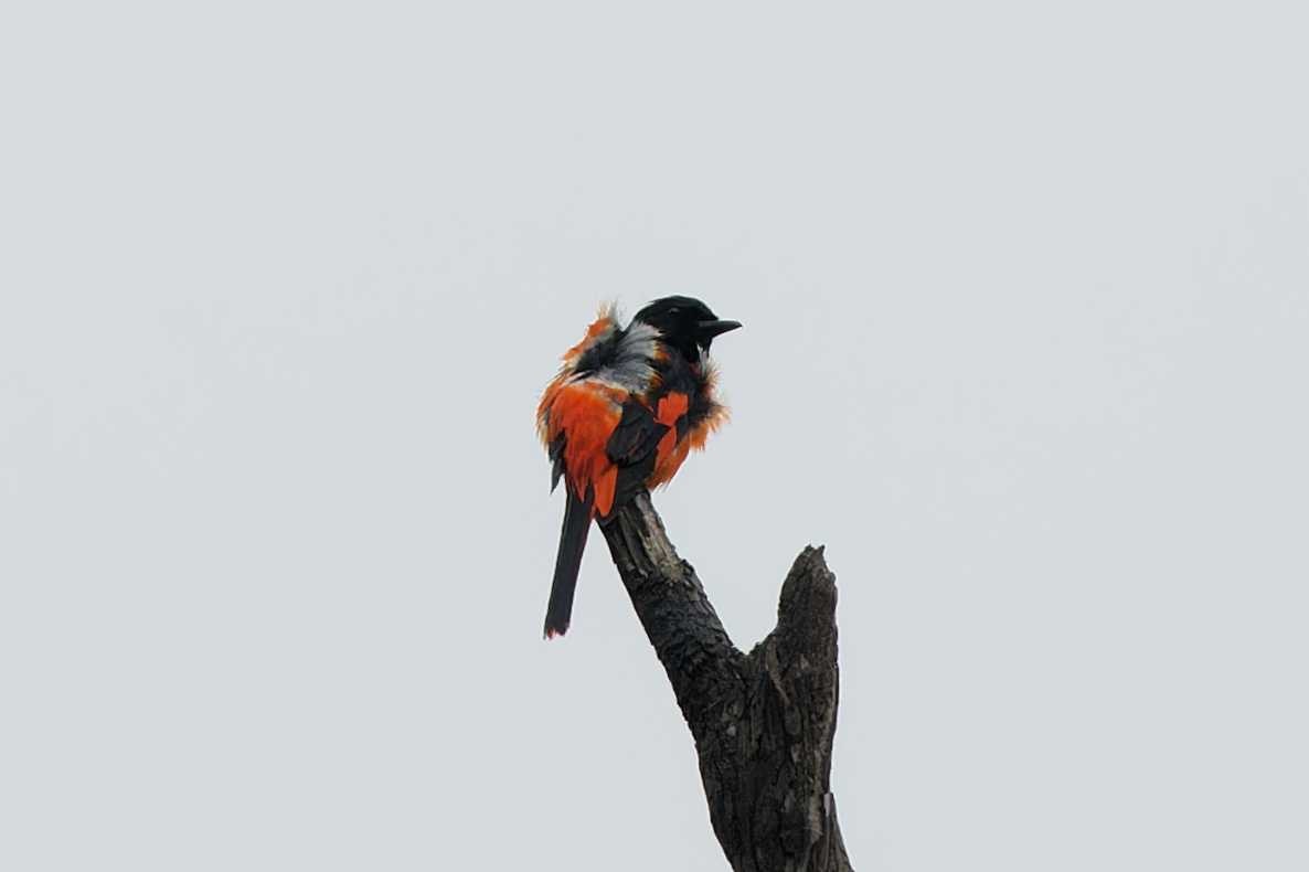 赤紅山椒鳥 - ML621195752