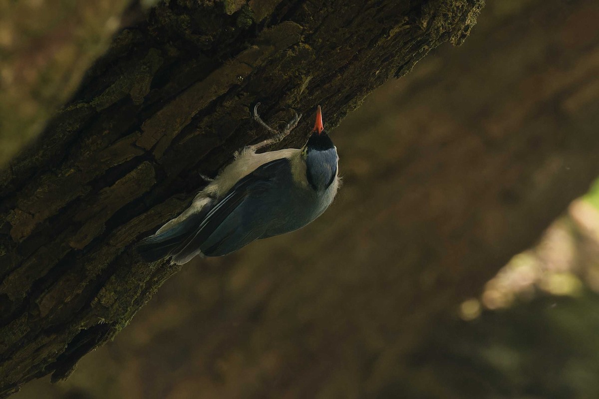 Velvet-fronted Nuthatch - ML621195785
