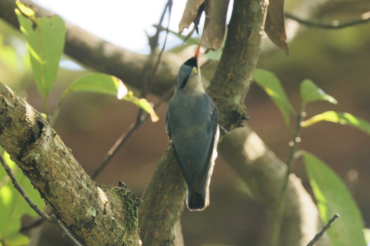 Velvet-fronted Nuthatch - ML621195786