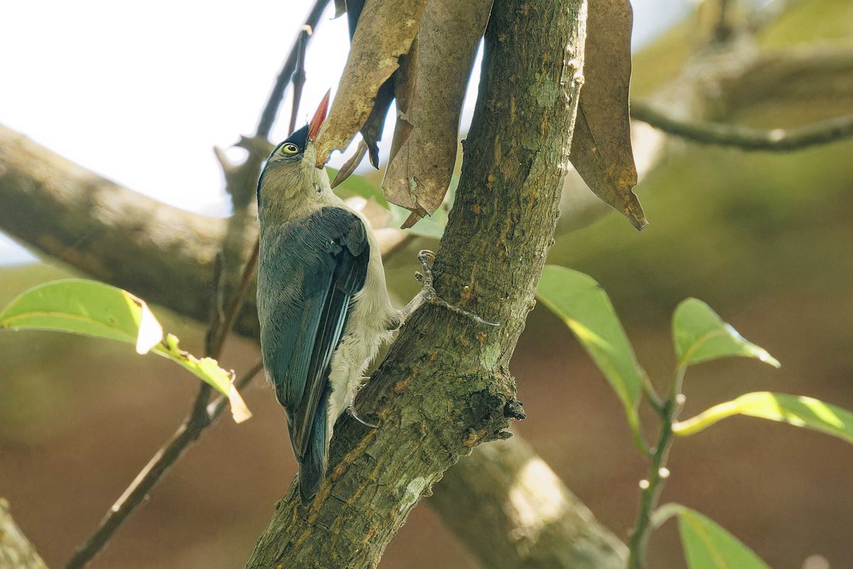 Velvet-fronted Nuthatch - ML621195787
