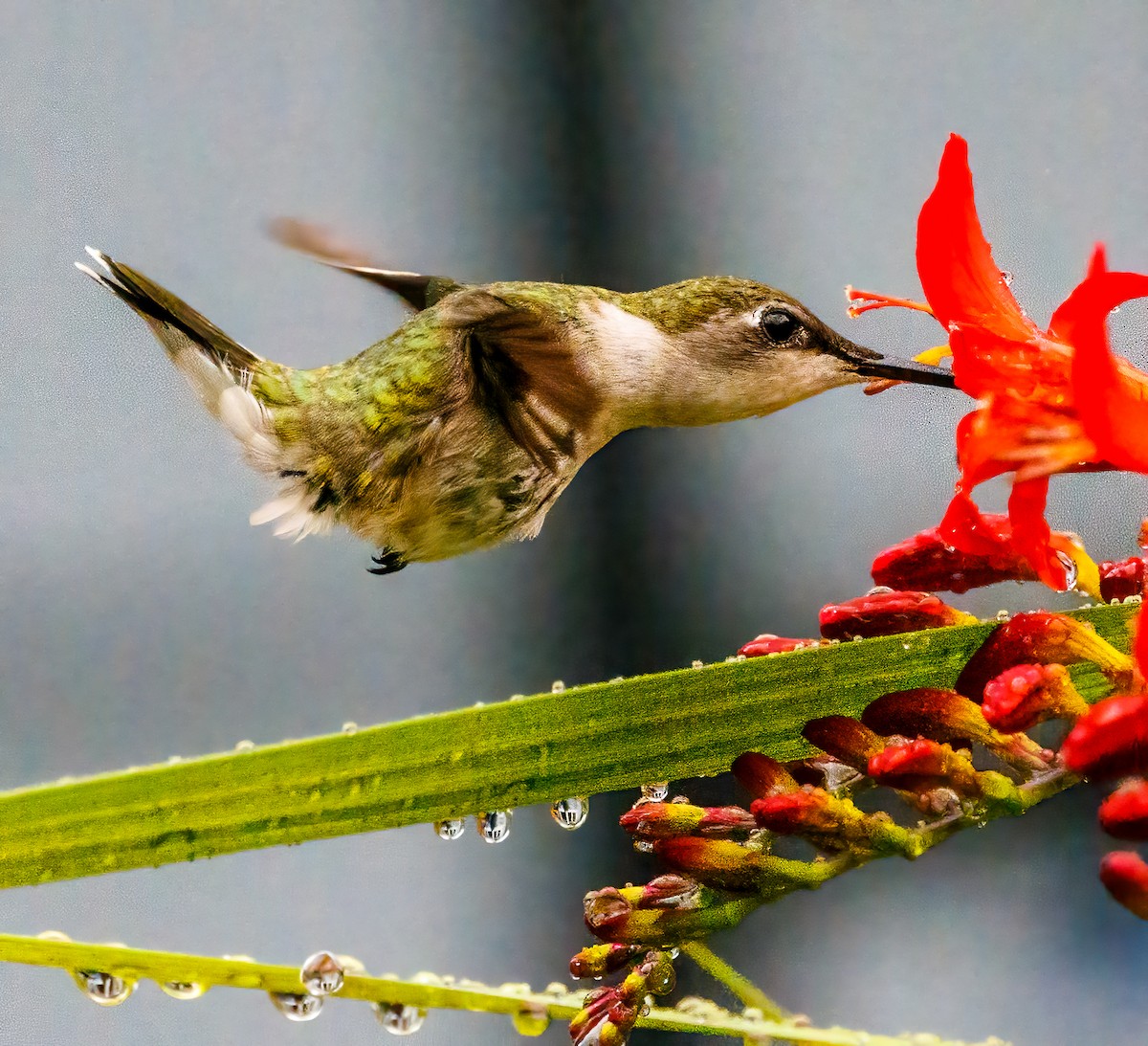 Ruby-throated Hummingbird - ML621195871
