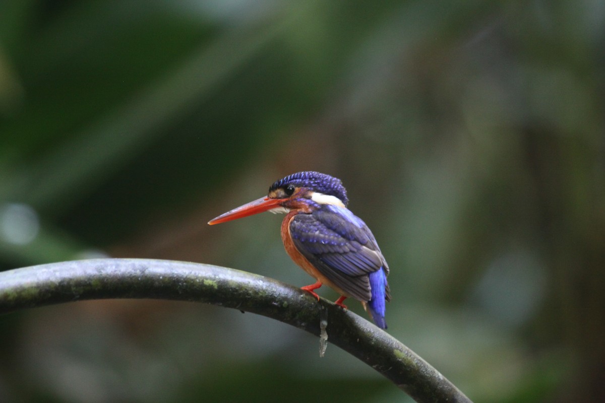 Blue-eared Kingfisher - ML621195873