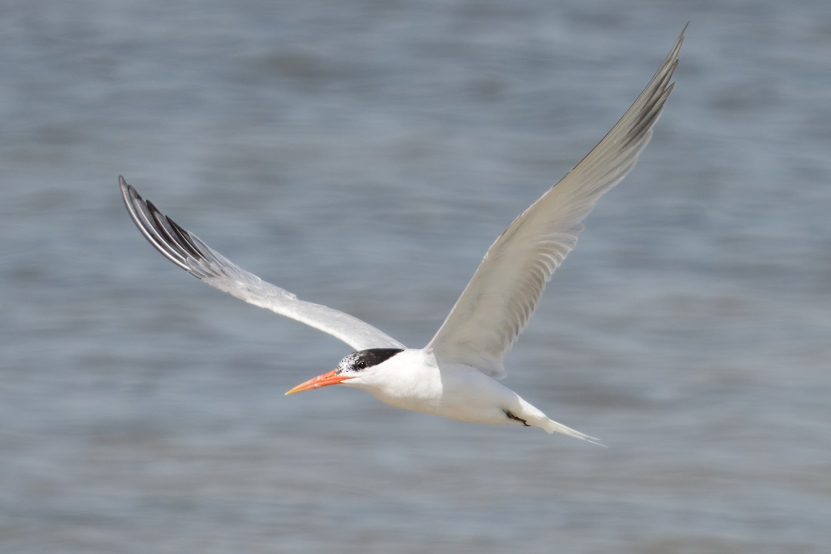 Elegant Tern - Marcos Real Gelardo