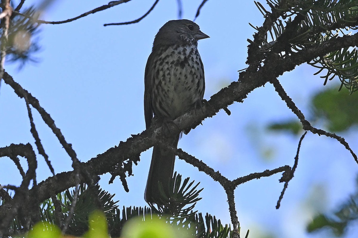 Fox Sparrow (Slate-colored) - ML621195885